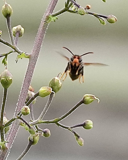 Asian hornet